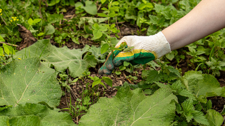 A gardener hand-picking weeds