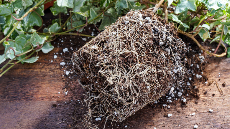 Roots of a rootbound ivy plant