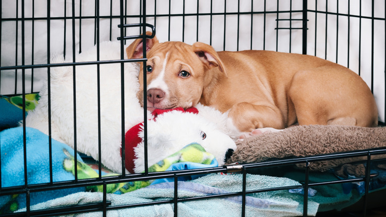 A brown dog laying in a crate with a stuffed animal
