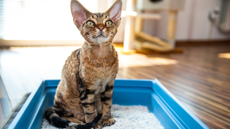 A kitten sitting in a litter box