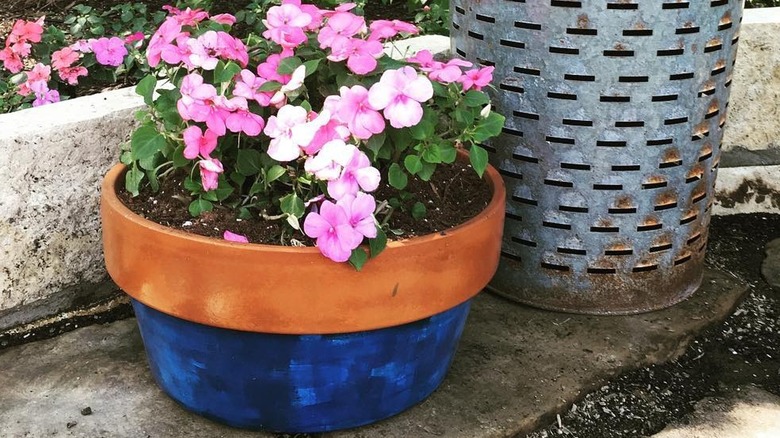 A terracotta pot with painted blue base and planted with a pink-flowering shrub.