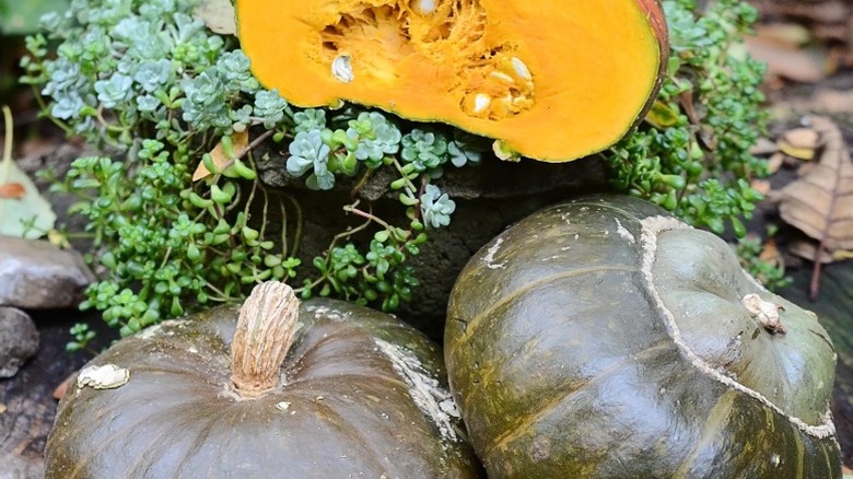 Two full 'Discus Bush Buttercup' squash and one cut in half to show the flesh and seeds