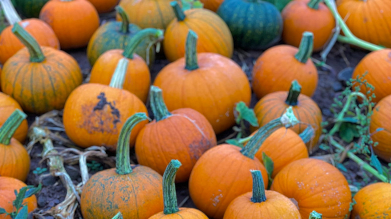 Harvested 'Small Sugar' pumpkins lying on the ground while curing in the sun