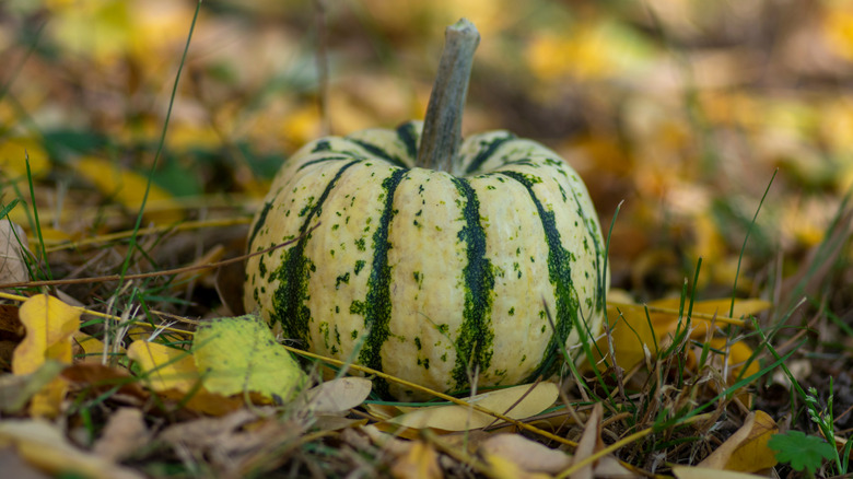 A closeup photo shows a 'Sweet Dumpling' squash on the ground