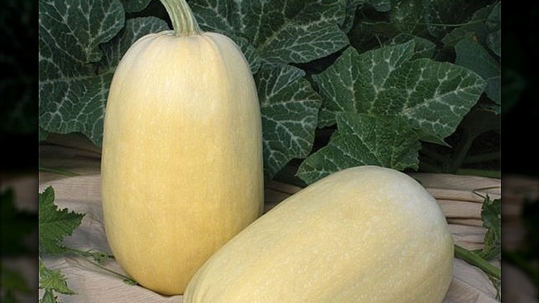 Two full-size 'Tivoli' squash sitting on a table with the plant leaves in the background