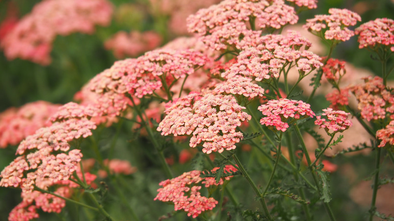 Coral-colored 'Apricot Delight' yarrow flowers