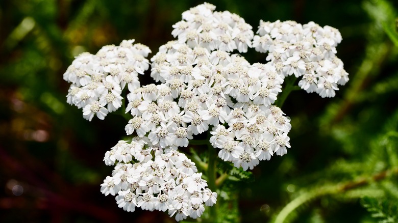 The white blooms of 'Balvinwite' yarrow