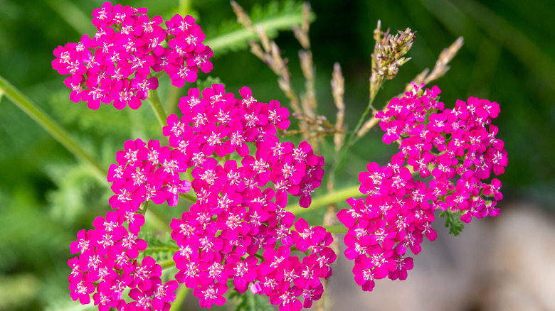 Hot pink flowers of 'Cerise Queen' yarrow