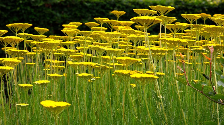 Yellow, umbrella-shaped blooms of 'Coronation Gold' yarrow