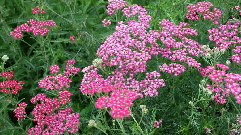 The pink flowers of 'Heidi' yarrow