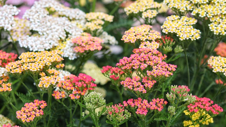 Different types of yarrows together create a colorful display
