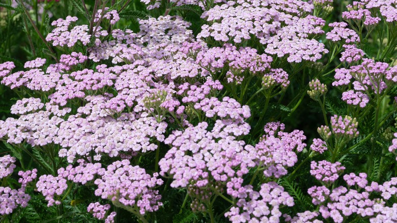 The pale purple blooms of 'Lilac Beauty' yarrow
