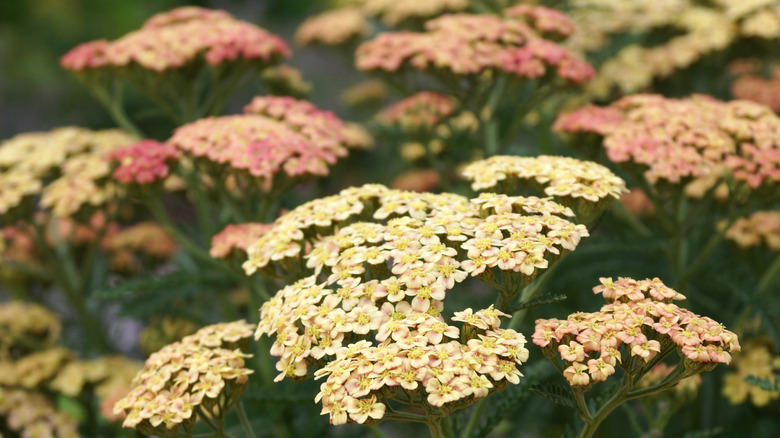 Peach-colored yarrow flowers