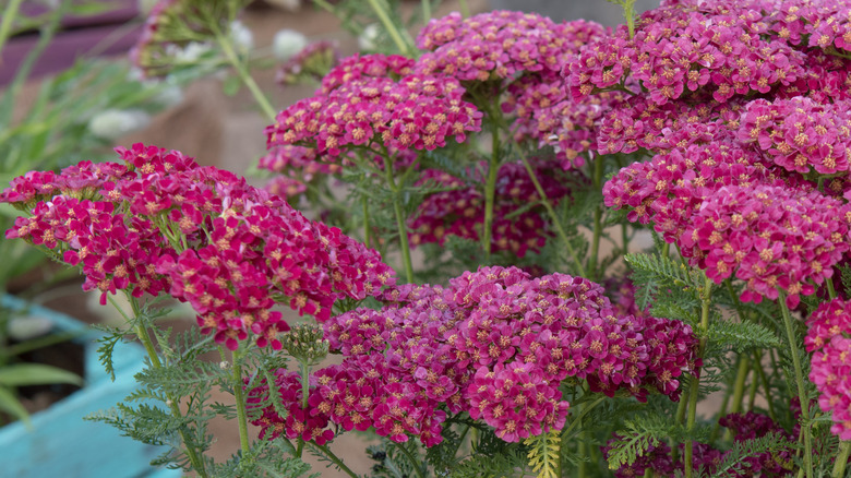 Dark pink flowers of 'Pomegranate' yarrow
