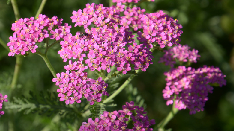 'Pretty Belinda' yarrow with lilac-pink flowers