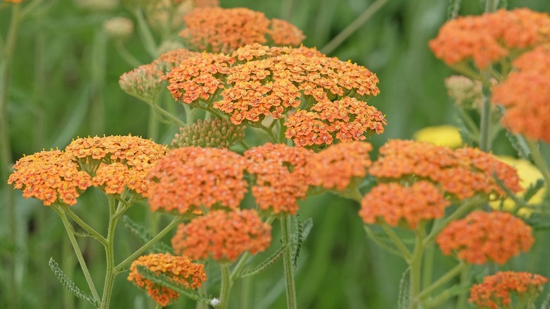'Terracotta' yarrow flowers in warm orange tones