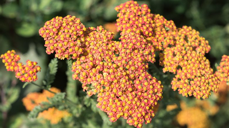 The reddish flowers with yellow centers of 'Walther Funcke' yarrow