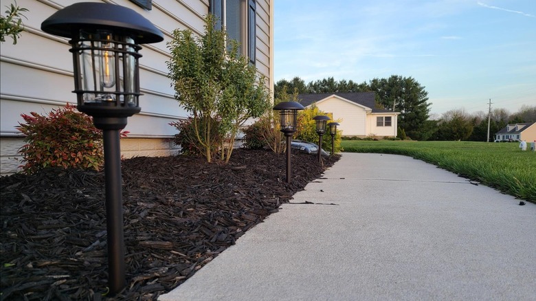 Solar powered path lights in front yard garden bed.