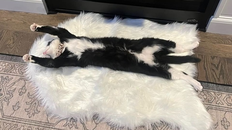 Cat stretching on Aldi's faux fur rug