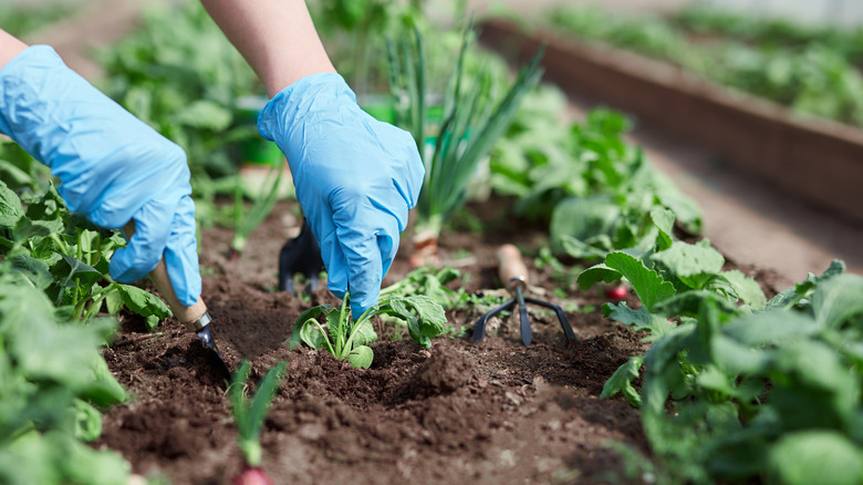 person tends to garden