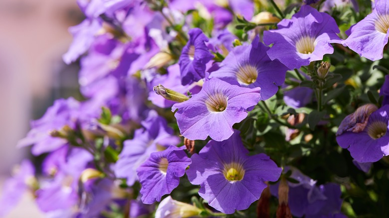 purple petunias in bloom