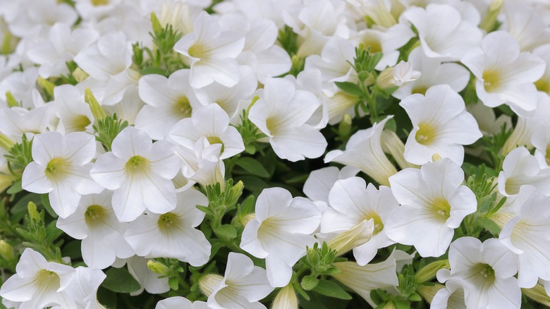 white petunias 