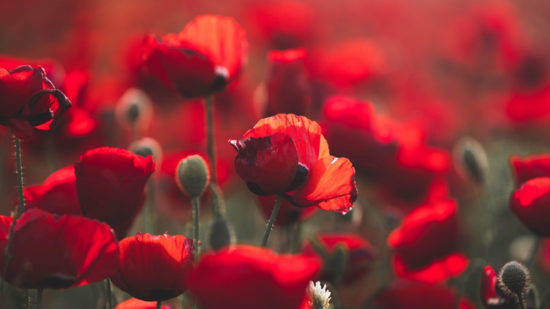 field of red poppies