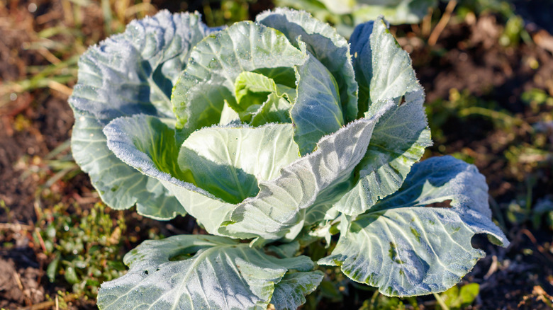 A head of cabbage covered in frost in the garden