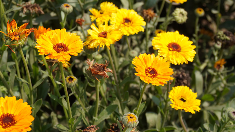 Bright yellow and orange Calendula blooms in a garden