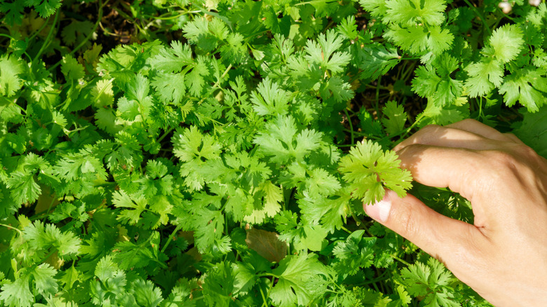 A person touches the leaves of cilantro in a garden