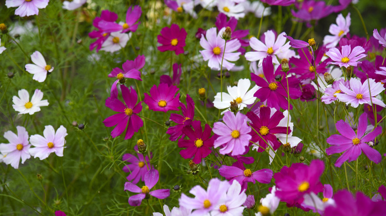 Cosmos flowers blooming in various shades of pink