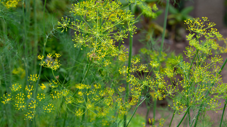 Dill in the garden with yellow flowers