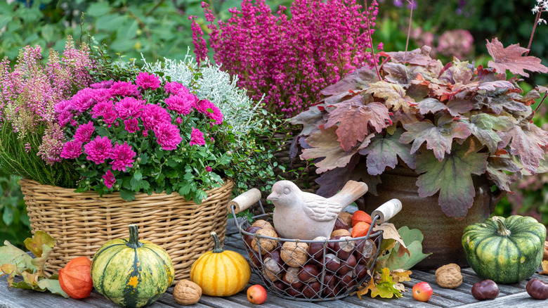 A fall garden scene with squash, coral bells, heather, and mums
