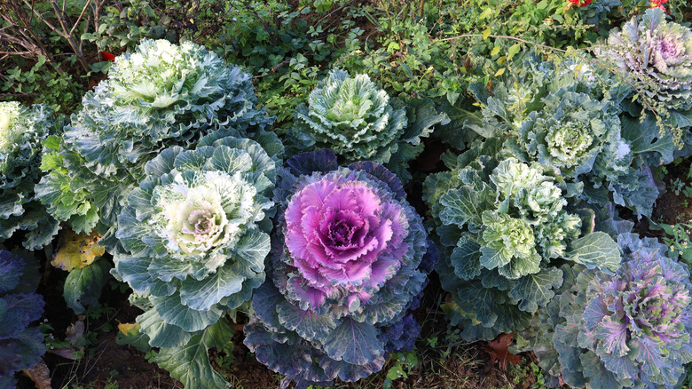 Ornamental kale flowering in white and pink