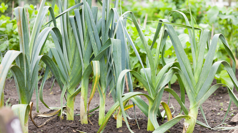 A row of leeks growing in a garden