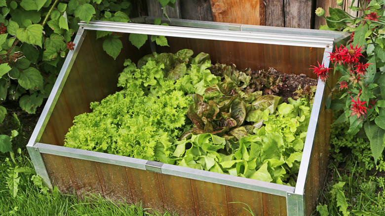 Various types of lettuce growing in a wooden cold frame in a garden