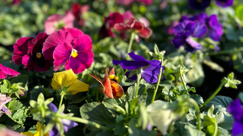 Close-up image of colorful fall pansies