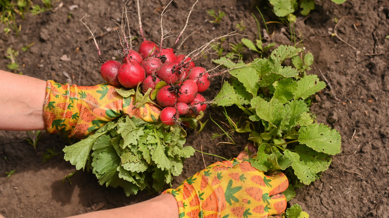 Gloved hands pulling red radishes from the ground