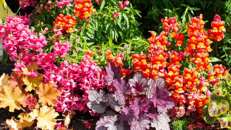 Colorful snapdragons with purple and bronze heuchera leaves