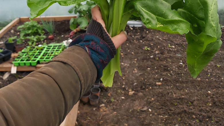 A hand holding a head of green spinach grown in a poly tunnel
