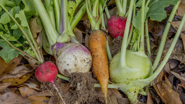 A turnip, two radishes, carrot, and kohlrabi freshly pulled from the garden