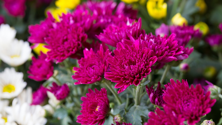 Mums in bloom 