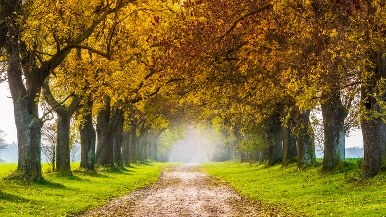 Avenue of ash trees