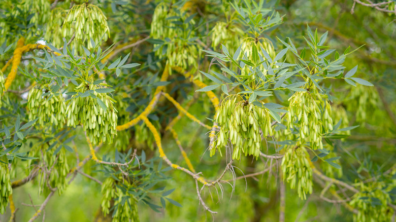 Narrow leaf ash trees