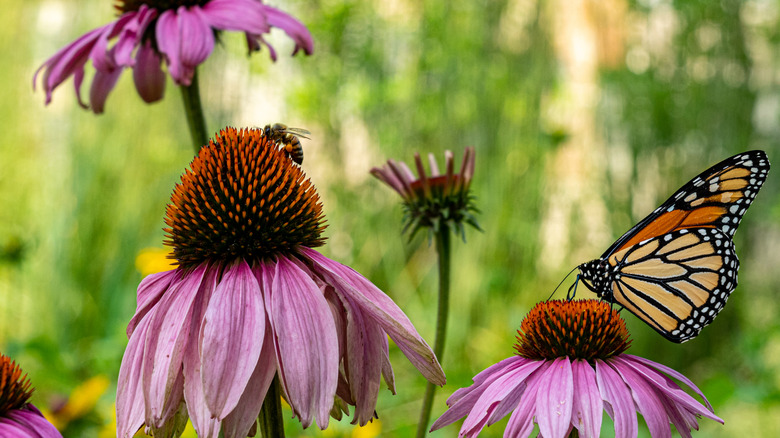 A butterfly and a bee visiting a trio of coneflowers