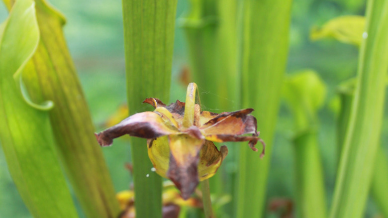 Fading bloom and tall pitchers of an Alabama pitcher plant
