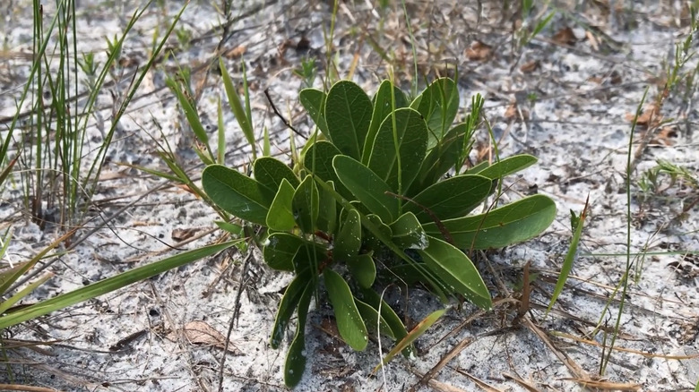 Beautiful pawpaw with oval leaves and no flowers growing in the sandy beach area of an island