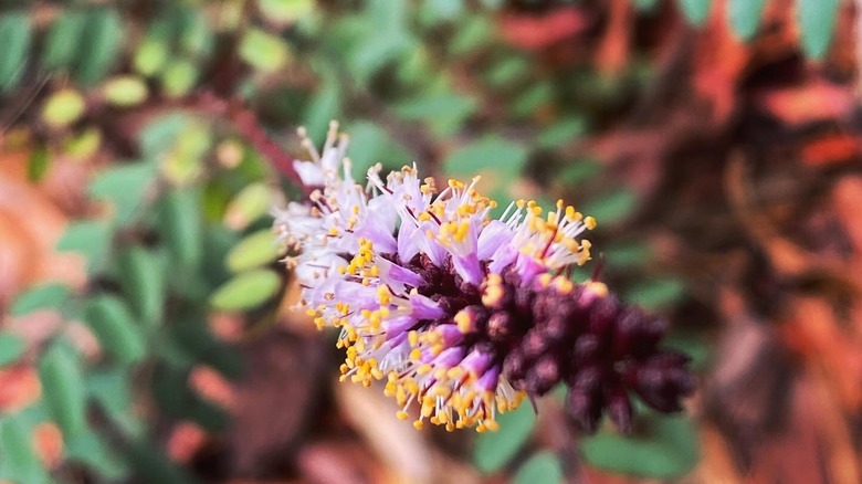 Closeup of a crenulate lead-plant in bloom, including pink petals and orange antlers