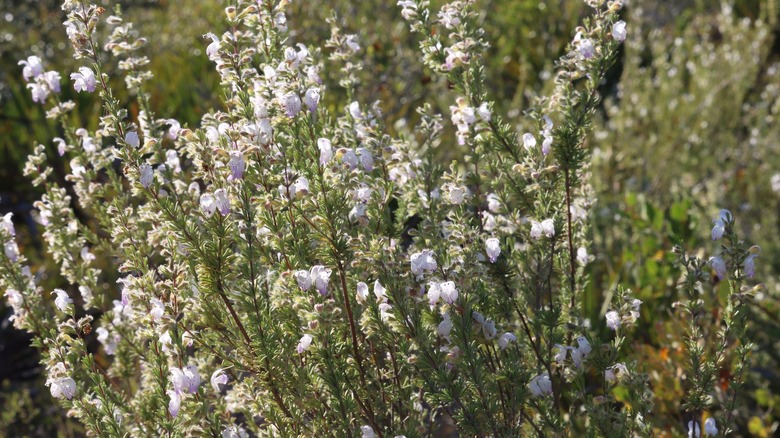 Cluster of white-flowered false rosemary in the wild in Florida