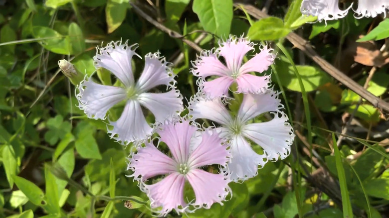 View of beautifully-fringed petals of the fringed campion